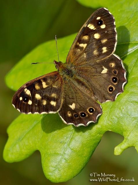 Speckled Wood.jpg